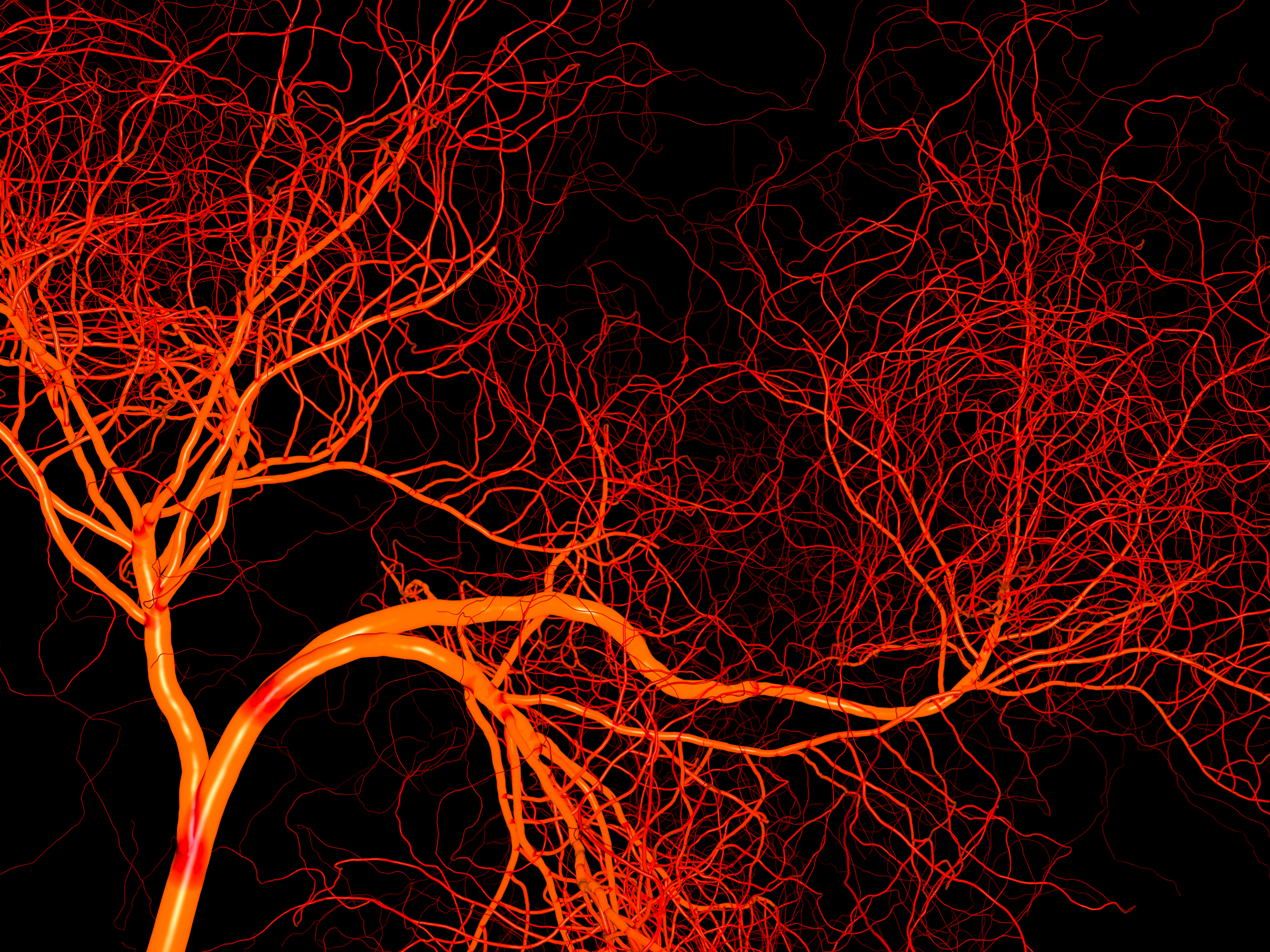 blood vessels blood vessels