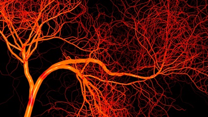 blood vessels blood vessels