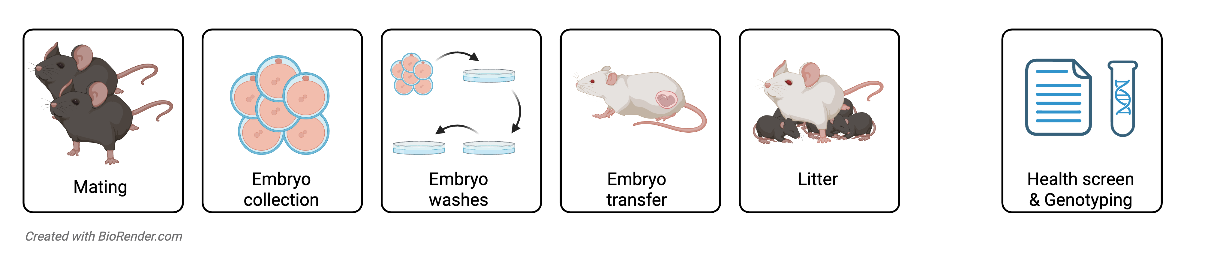 1 - Rederivation Matting Mouse Rederivation Mating Diagram