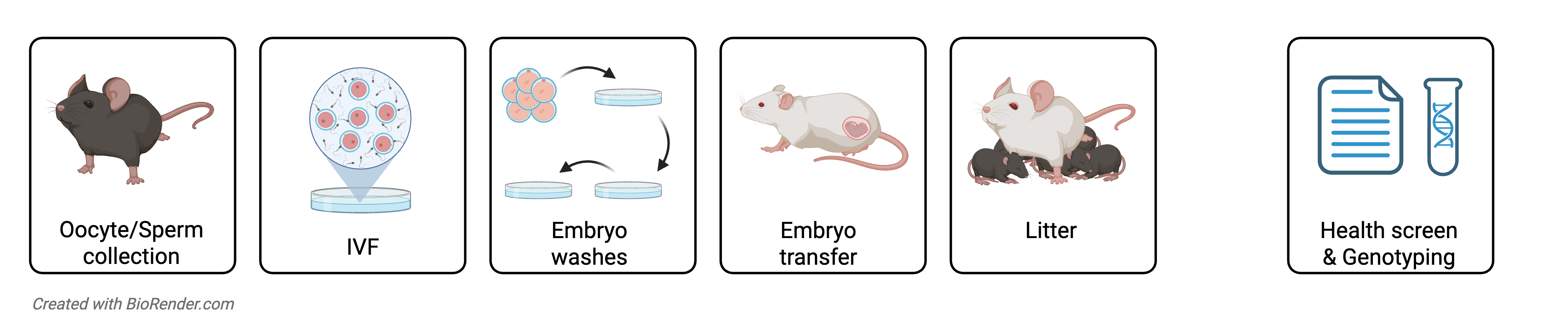 2 - Rederivation IVF Mouse Rederivation IVF diagram