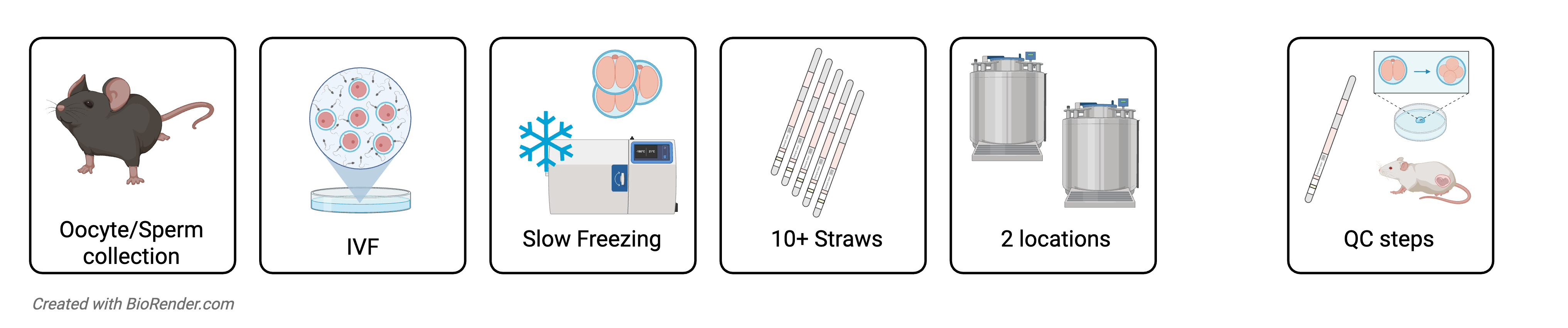 4 - Embryo Cryopreservation Diagram of Embryo Cryopreservation
