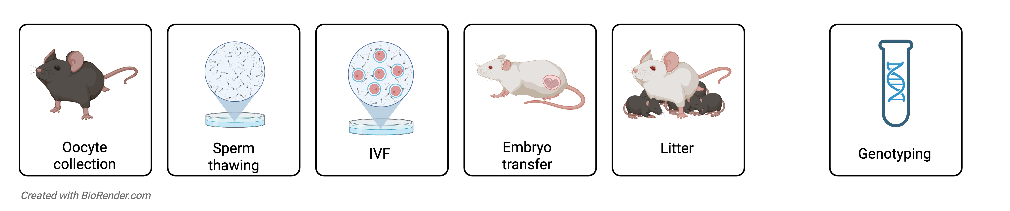5 - Sperm Cryorecovery Diagram of Sperm Cryorecovery