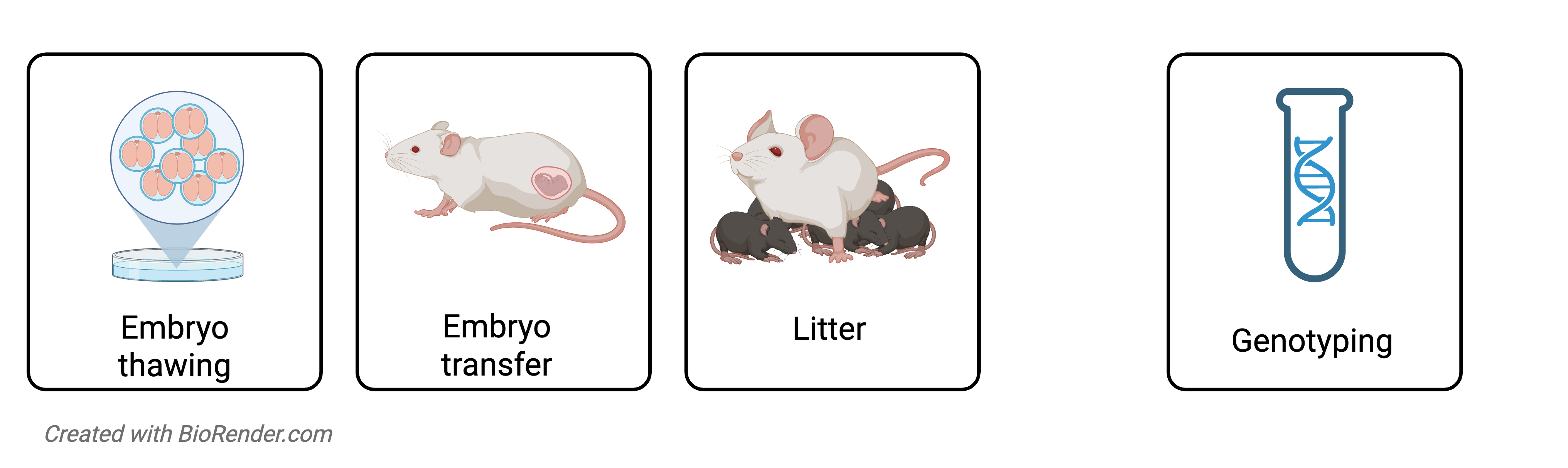 6 - Embryo Cryorecovery