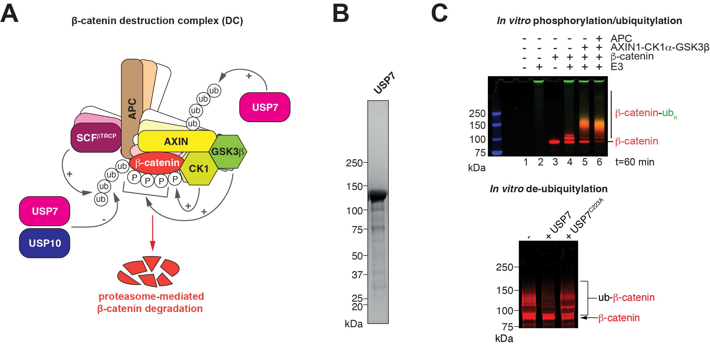 Figure 1: Ubiquitylation and de-ubiquitylation in the DC. Figure 1: Ubiquitylation and de-ubiquitylation in the DC.