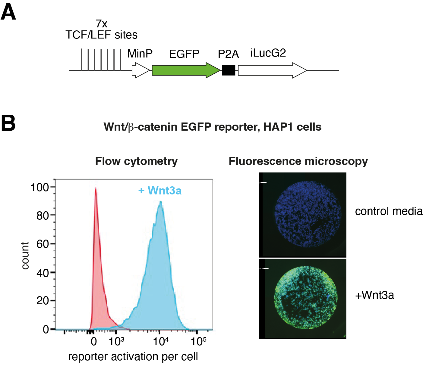 Figure 2: Investigating Wnt/β-catenin signalling in HAP1 cells. Figure 2: Investigating Wnt/β-catenin signalling in HAP1 cells.