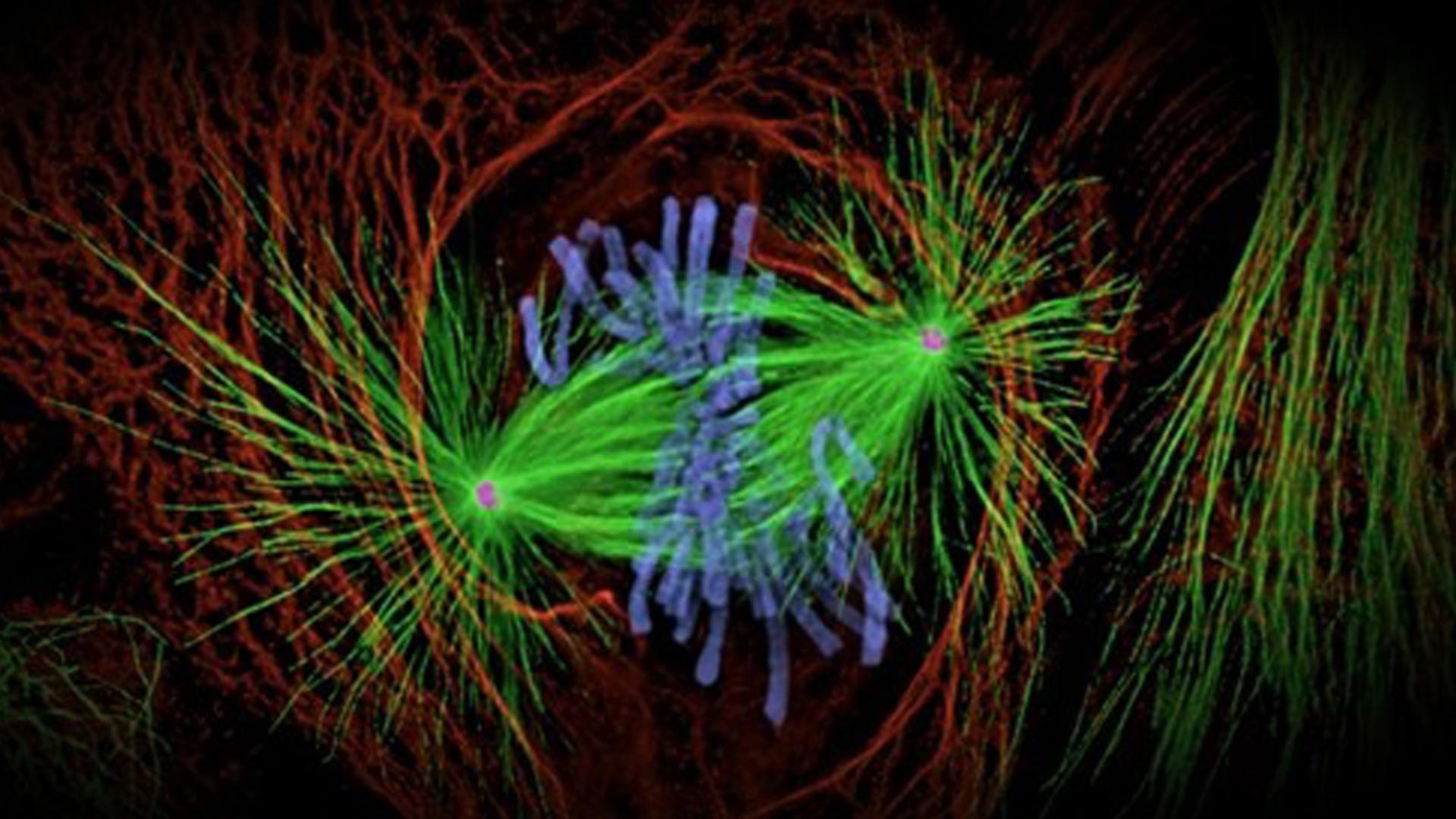 Genome Degradation Imaging