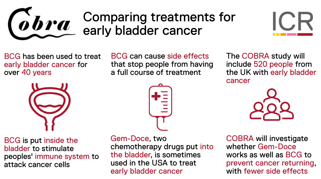 COBRA trial infographic Infographic explaining the COBRA trial: BCG has been used to treat early bladder cancer for over 40 years and is put inside the bladder to stimulate the immune system to attack cancer cells. BCG can cause side effects which stop people from having a full course of treatment. Gem-Doce, two chemotherapy drugs, has been used in the bladder to treat early bladder cancer in the USA. The COBRA study will include 520 people from the UK with early bladder cancer. It will investigate whether Gem-Doce works as well as BCG to prevent cancer returning, with fewer side effects.