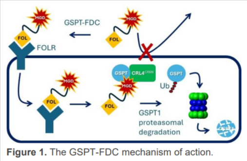 Figure depicting the GSPT-FDC mechanism of action