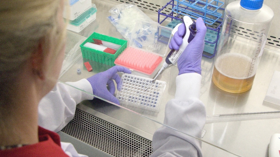 Baculovirus facility pipetting under hood Person pipetting under a biosafety hood