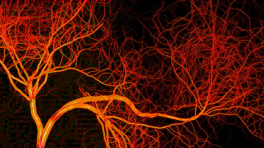 Blood vessels illustration. Photo credit: Inozemtsev Konstantin/Shutterstock.com