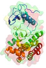 Crystal structure of the BRAF molecule Crystal structure of the BRAF molecule