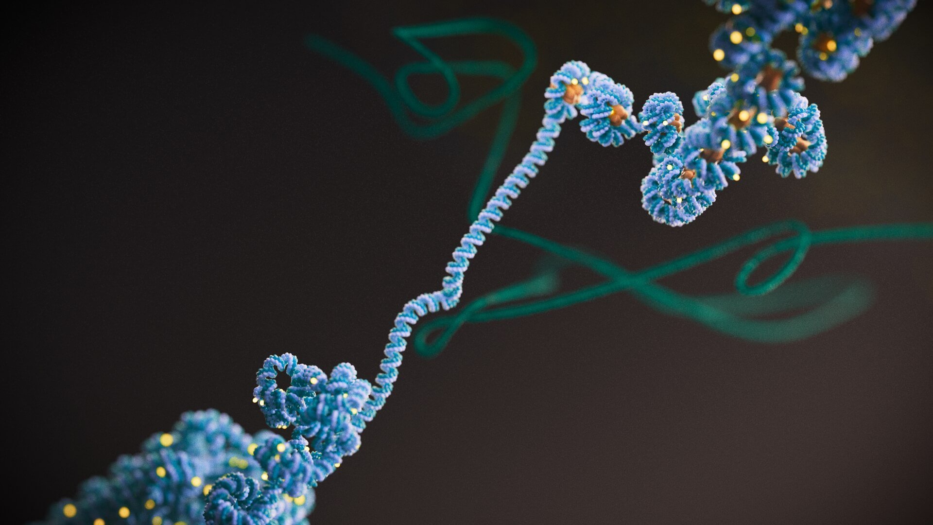 DNA unwound from histones