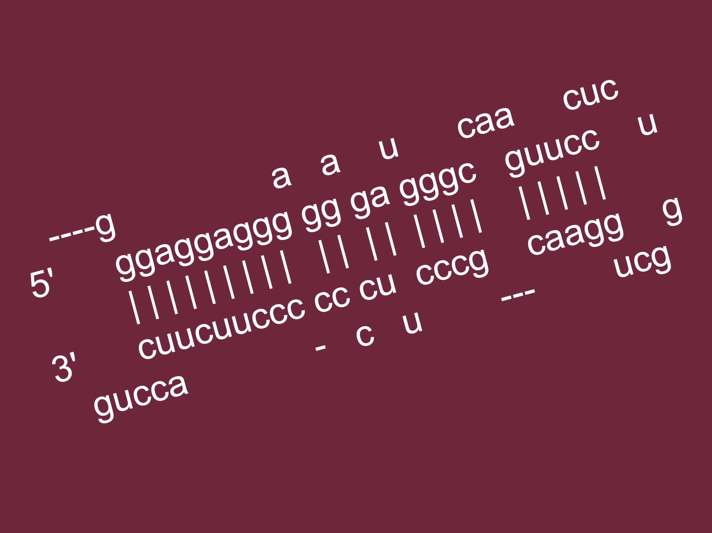 MicroRNA structure of MIR1249-01 MicroRNA structure of MIR1249-01