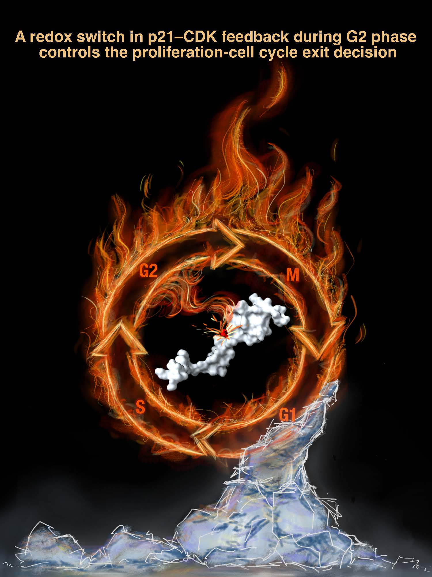 Artwork illustrating the cell cycle and the role of the protein p21. A tiny chemical switch on p21 helps decide whether cells continue to divide - or enter senescence, a ‘frozen’ state where they stop for good.