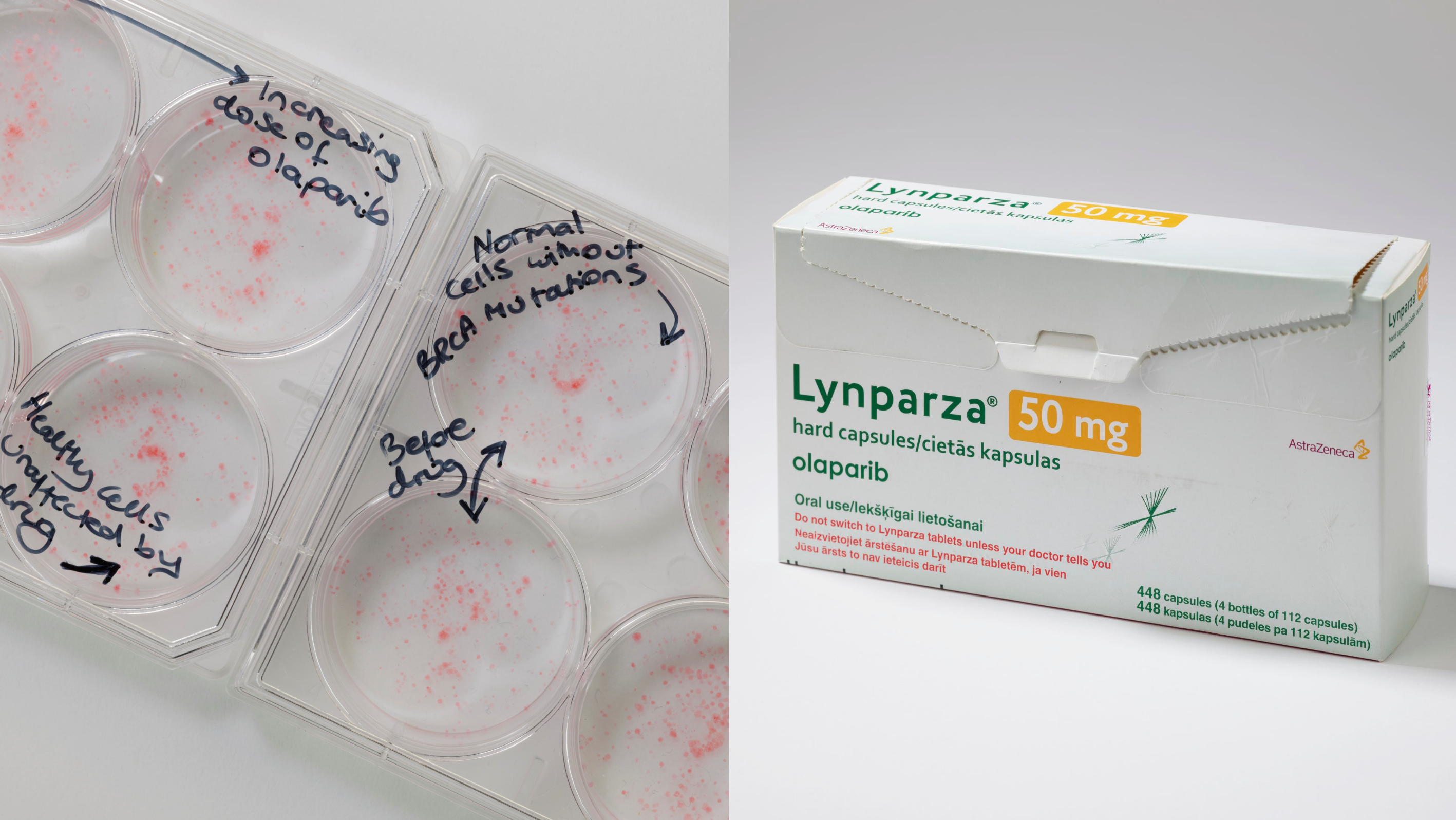 Left: Plates showing the impact of olaparib on BRCA cancer cells and minimal impact of on healthy cells. Right: Lynparza, olaparib's brand name, drug packaging. 